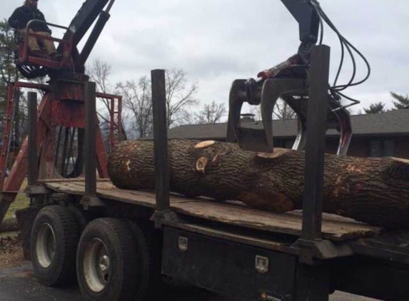 Baumann Tree - Cedar Hill, MO