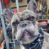 Smarty Paws Grooming gallery