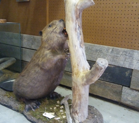 Clearwater Taxidermy - Louisville, KY