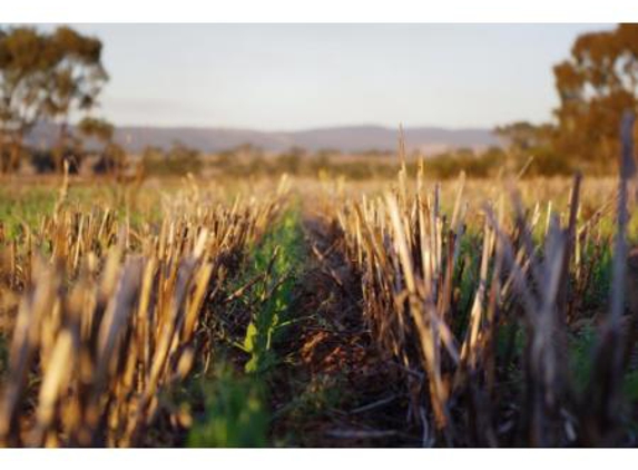 Rural Management Strategies Pty Ltd - Cootamundra, NSW