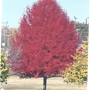 California Tree And Landscape