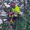 Bulldogs Tree Service gallery