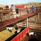 Terry Bison Ranch Resort