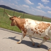 Wichita Mountains Wildlife RFG gallery