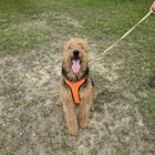 Serenity Pet Sitting & Boarding