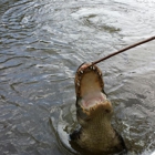 Cajun Encounters Swamp Tours