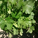 Fulton Winery Inc - Wineries