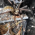 A&A Pest Control - Vancouver