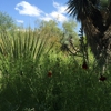 Tucson Botanical Gardens gallery