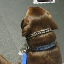 Dogsense Obedience - Pet Training
