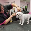 Hungry Hound Boutique & Grooming gallery