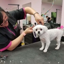 Hungry Hound Boutique & Grooming - Pet Grooming