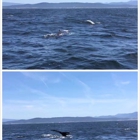 Monterey Bay Whale Watch