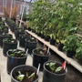 OSU Greenhouse Operation