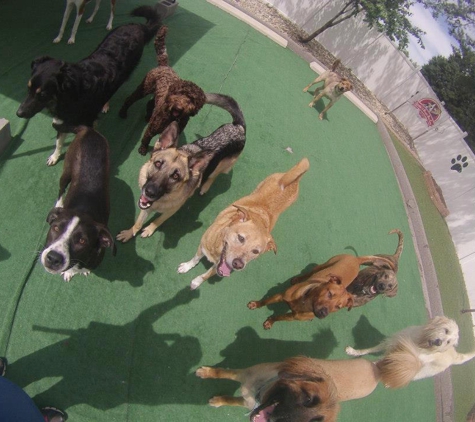 Rosie's Doggie Day Care & More - Saint Louis, MO