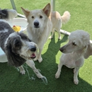 Pampered Pets Bed & Biscuit - Pet Services