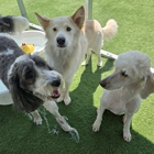 Pampered Pets Bed & Biscuit
