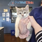 PetWellClinic - Emory Rd