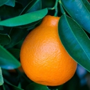 South Naples Citrus Grove - Fruit & Vegetable Markets