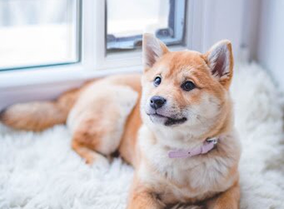 Pet Doors of Fort Worth - Colleyville, TX