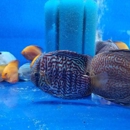 Aquatic Wildlife Co - Aquariums & Aquarium Supplies