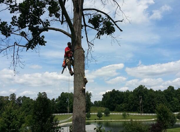 Shade Shifters Tree Removal - Bloomfield, IN