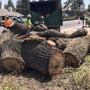 Sequoias Tree Service