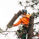 Northwest Tree Care - Tree Service