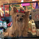 GiGi's Pet Market