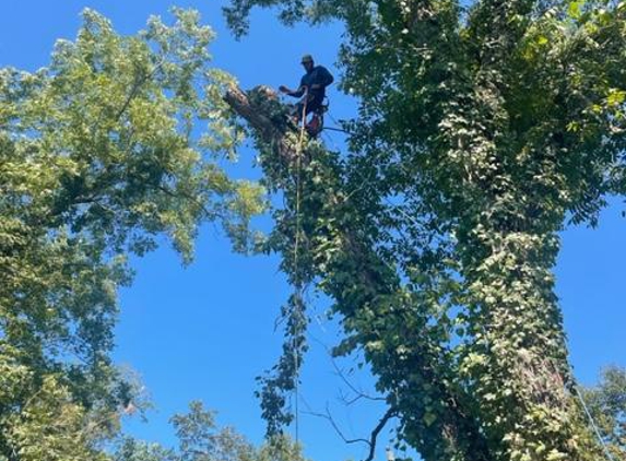 Tree Masters Tree Service