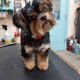 Dogs Only Grooming Service