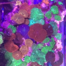 Ellis Aquatics - Pet Stores