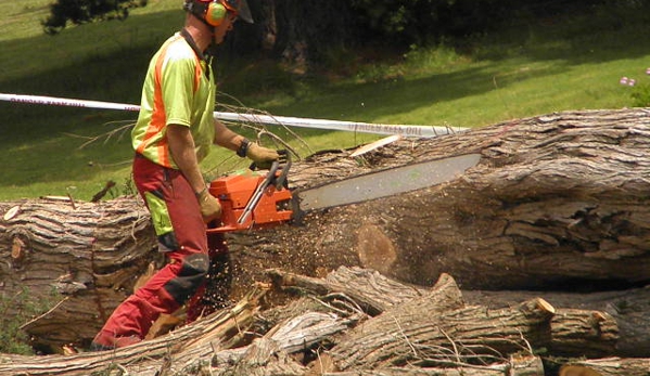 Chop Chop Tree - San Antonio, TX