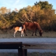 Assateague State Park