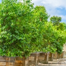 Moon Valley Nurseries - Farms