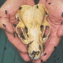Big Sky Beetle Works® LLC - Taxidermists