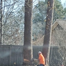 All About Tree Service - Tree Service