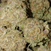 Sticky Farms gallery