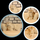 Scottish Fold Cattery/British shorthair kittens