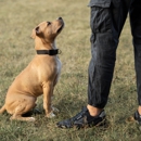 Glorified Canine Training - Dog Training