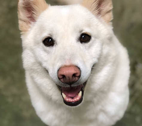 Flying High Pet Resort - Camarillo, CA. All Smiles at Flying High Pet Resort