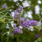 Moon Valley Nurseries