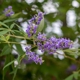 Moon Valley Nurseries