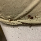 Ace Bedbug Exterminating NYC