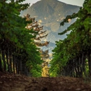 Theorem Vineyards - Farms