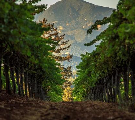 Theorem Vineyards - Calistoga, CA