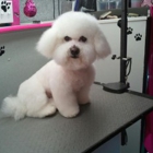 Golden Paws Pet Grooming