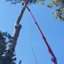 Dos Hermanos Pineda Tree Services - Tree Service