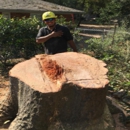 5 Star Tree Service - Tree Service