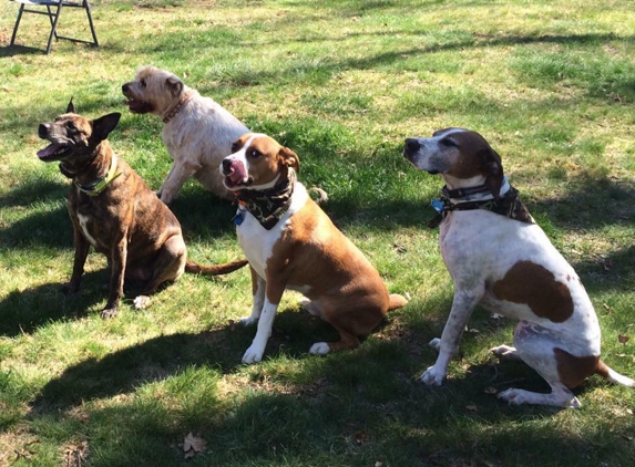 Happy Hound Dog Walking & Pet Care - Seekonk, MA